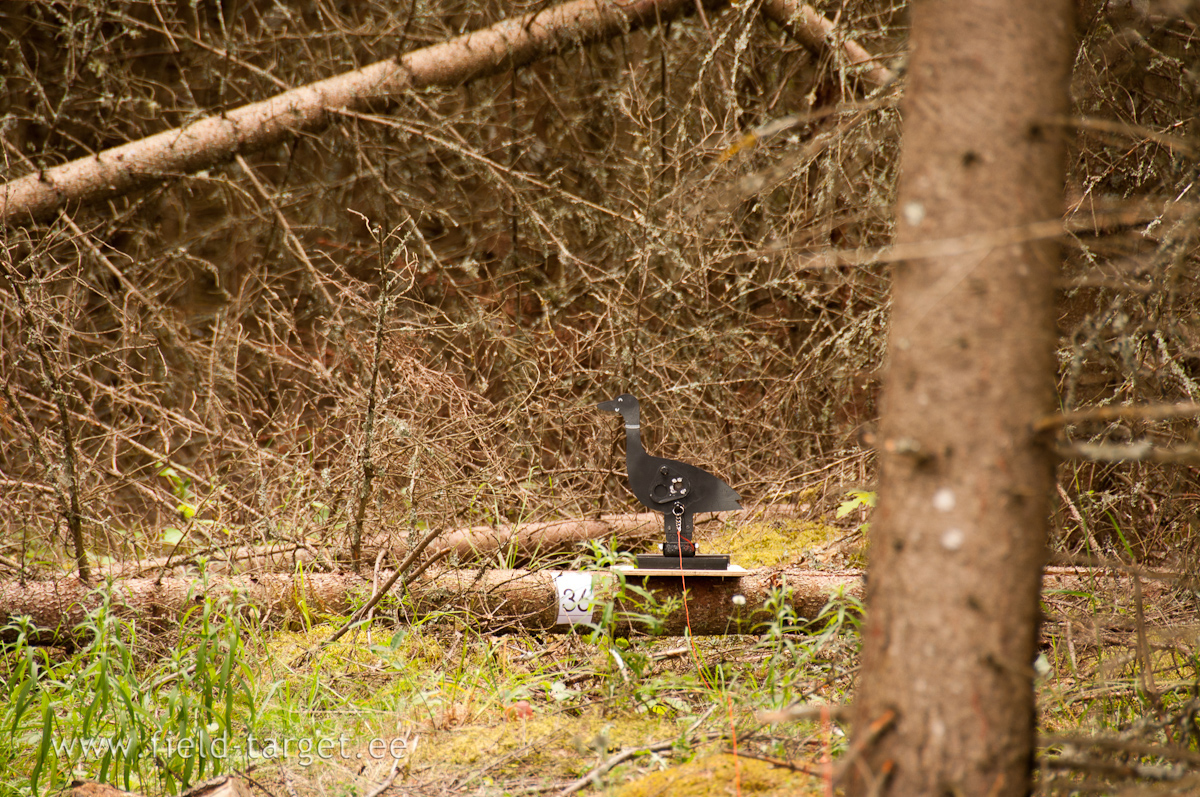 Duck in thedark Wood? This not normal Duck!