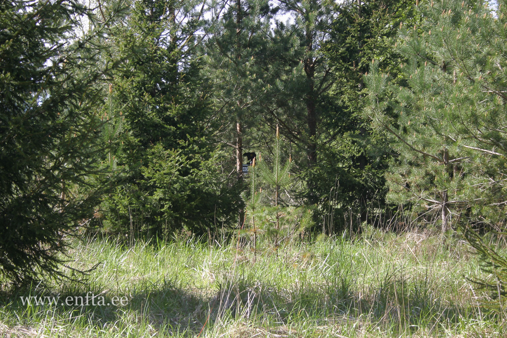 Hästi varjunud karu, 23 meetri kaugusel.